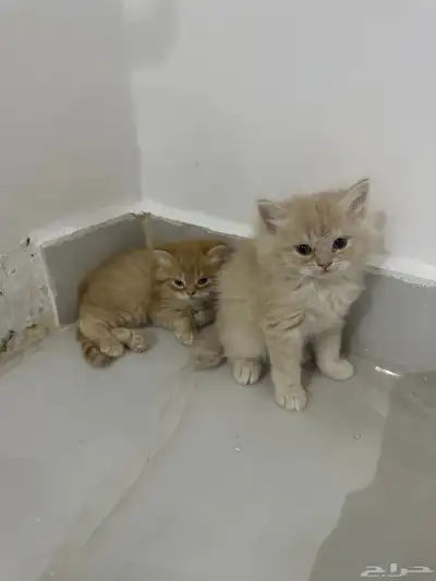 قطط لبيع طريف 0