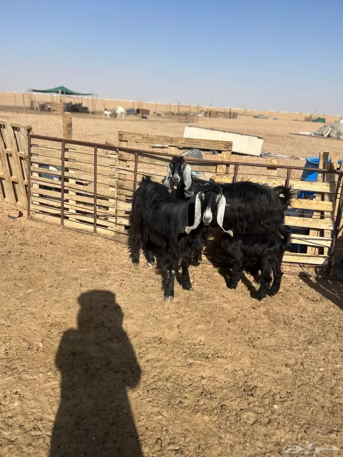 معزا عوارض رغايث 1