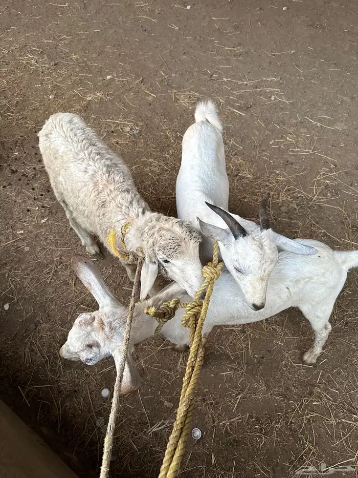 ذكران طيبه وشحم 1