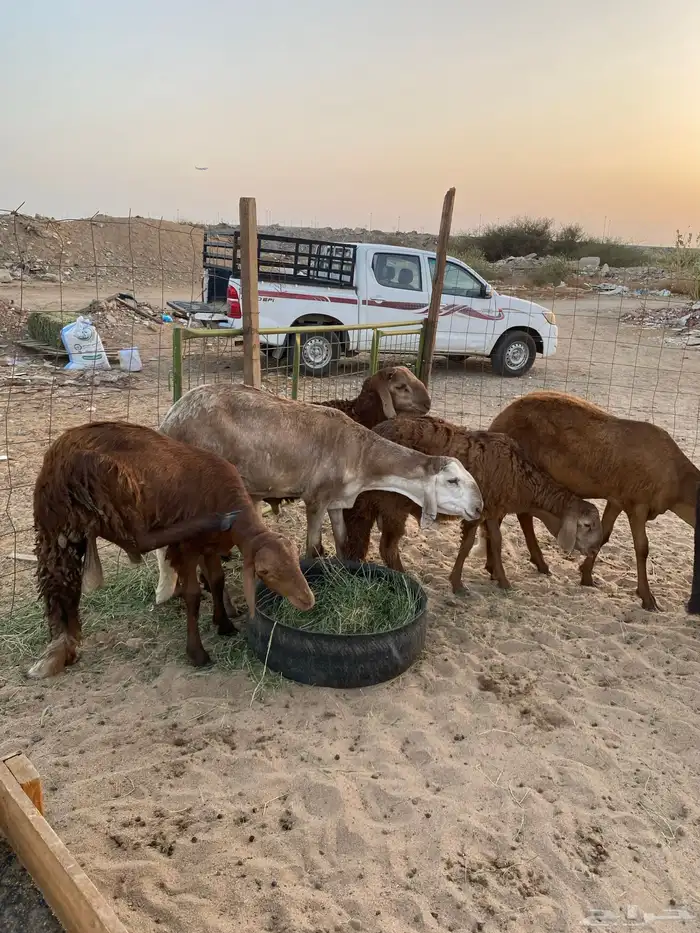 طليان سواكن جذعان للبيع مرابي 3