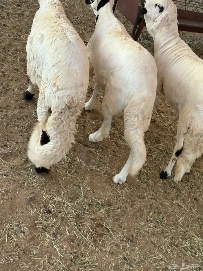سواكن مرابي شحم ولحم ذبائح 0