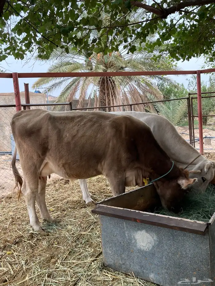 ثنتين من البقر خلفات للبيع 2