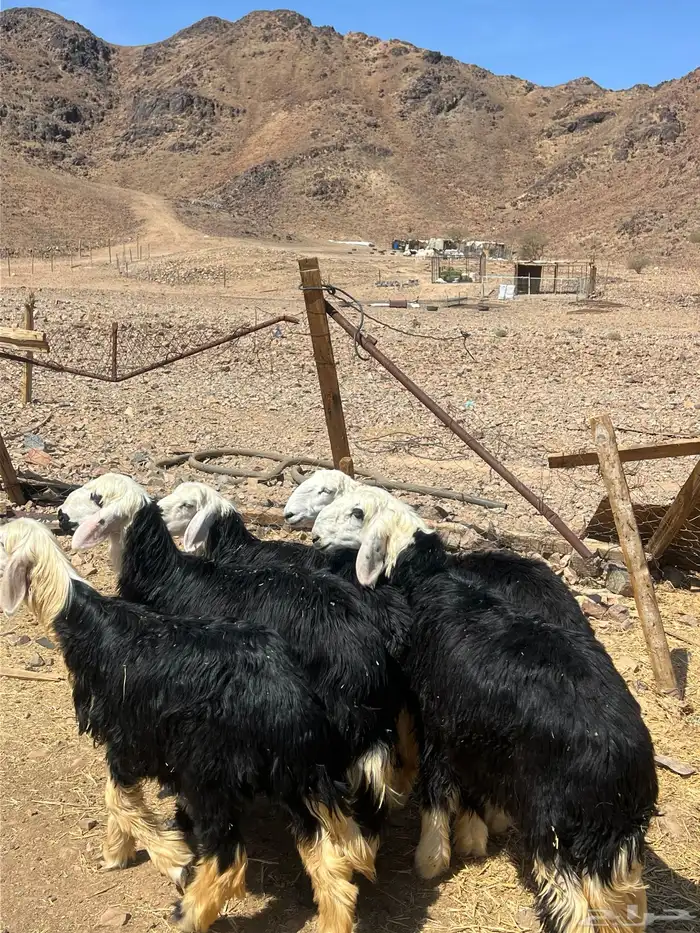رخال جذعات نجد 13