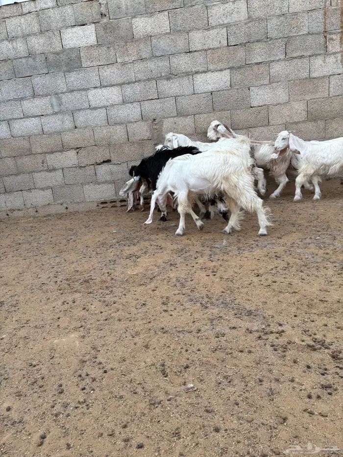 للبيع تيوس طيبه وسمينة الموقع صلبوخ 0