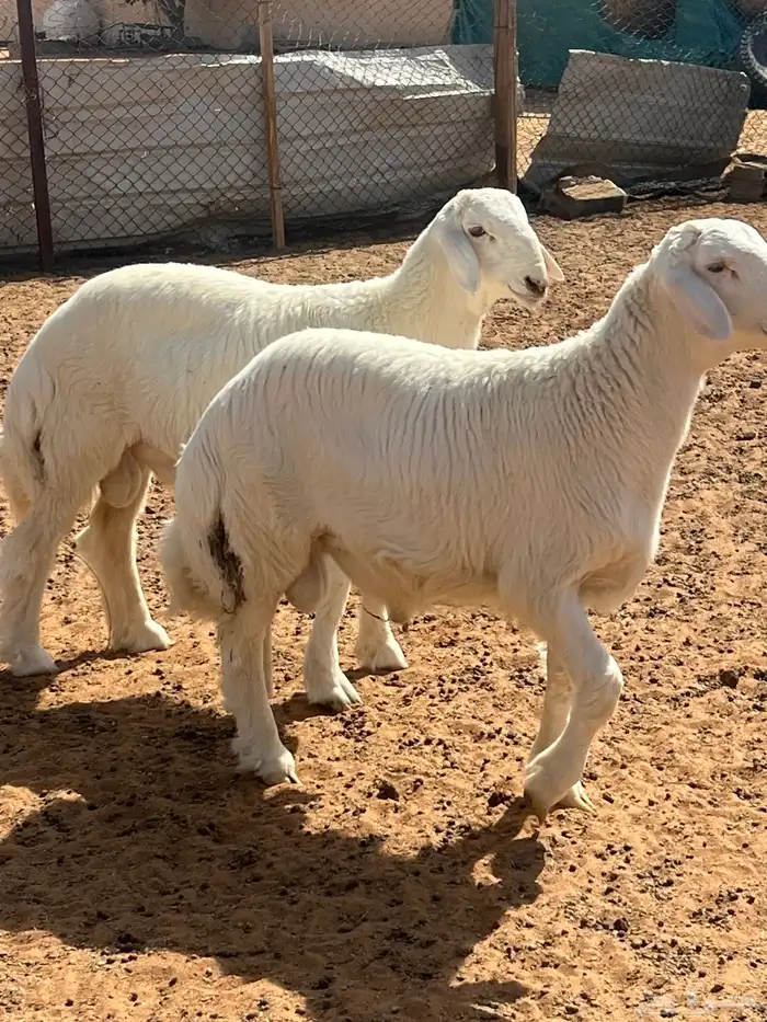 طليان مشاريع فحول 2