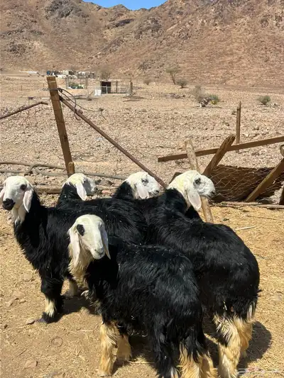 رخال جذعات نجد index