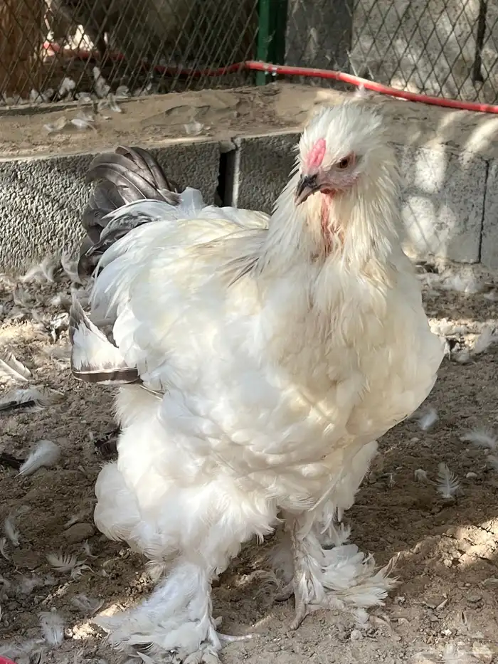 ديك براهما كلومبي 0