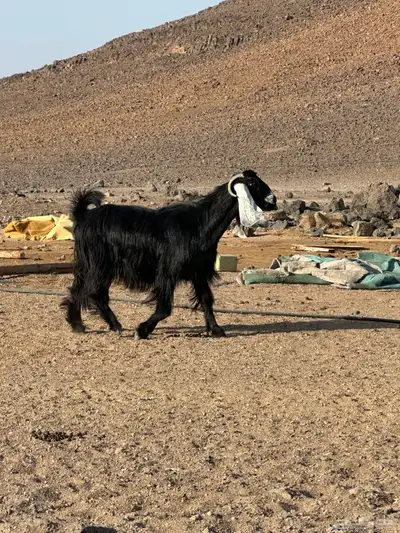 معزا عوارض اصل صنف الصنف index