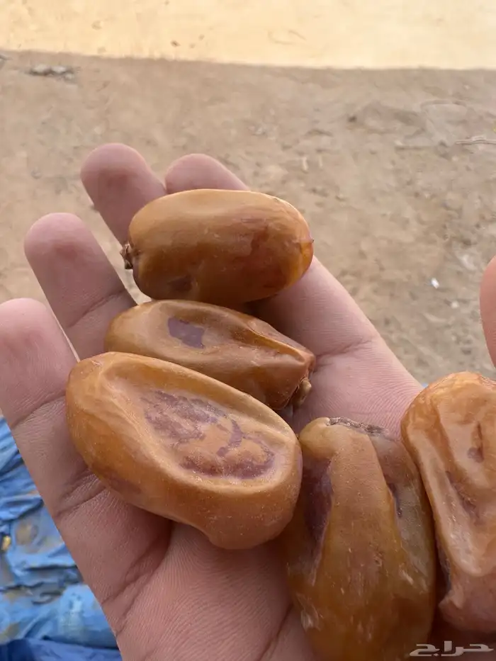 خلاص حساء كفو كفو اكبر حبة في السوق الدواسر ع السوم. 21كليو 0