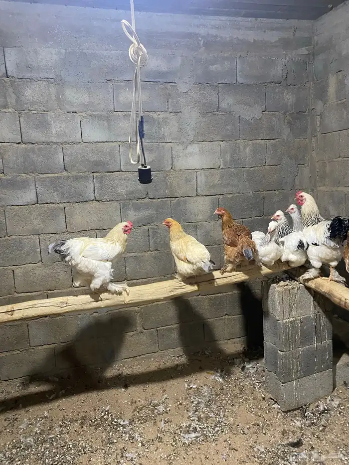 دجاج براهما عددها 9 كبار و 2 ديك 9 فروخ 3