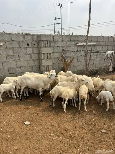 ضان رفيدي index