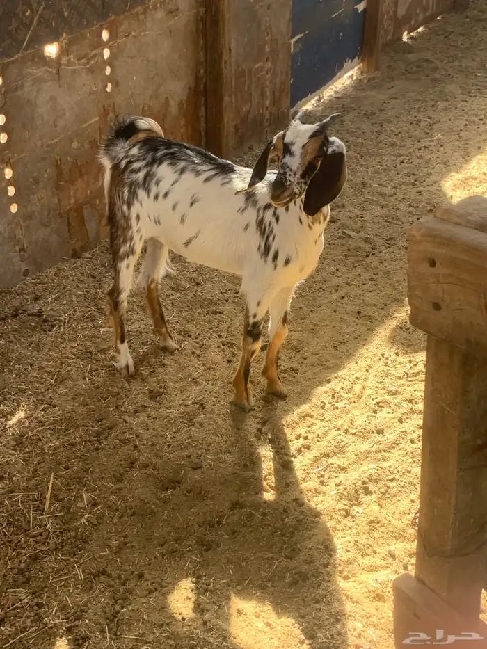 جفره للبيع 1