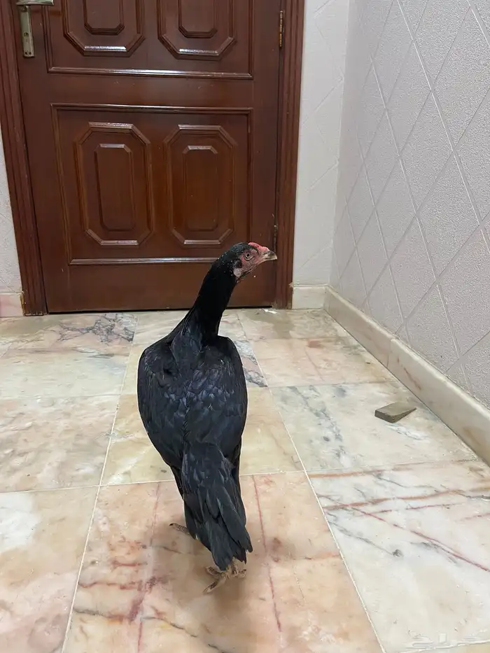 دجاج باكستاني سندي 0