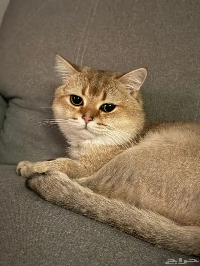 قطو سكوتش بريتش للتبني 0