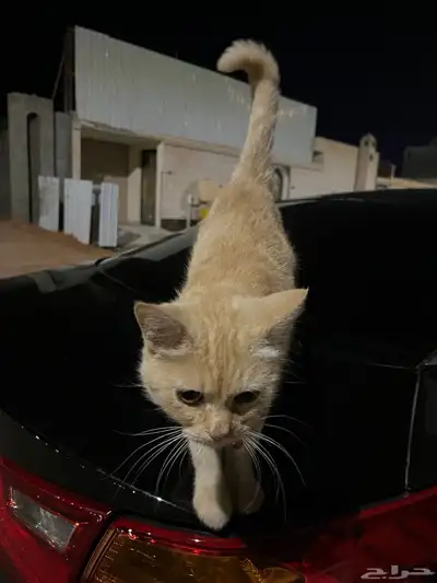قطو ضايع بحي الوادي index