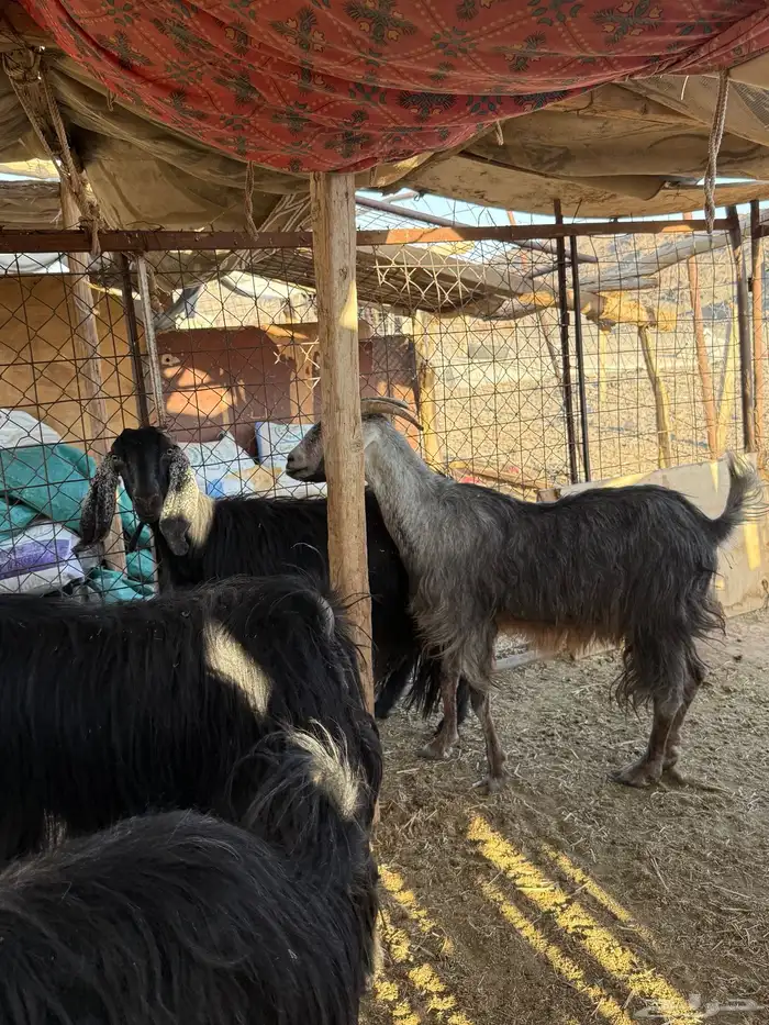 للبيع رخال ومعزا 14