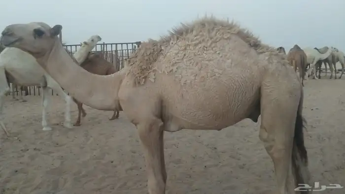 قعدان حشو للبيع 0
