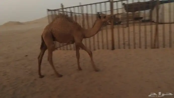 قعدان حشو للبيع 1