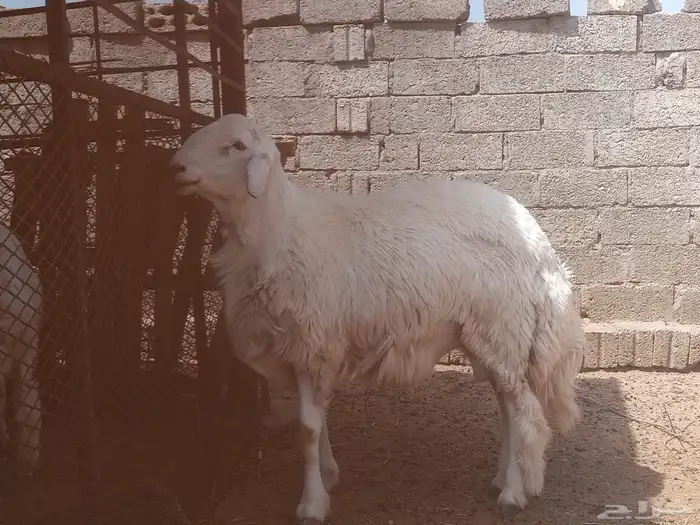 خرفان 8