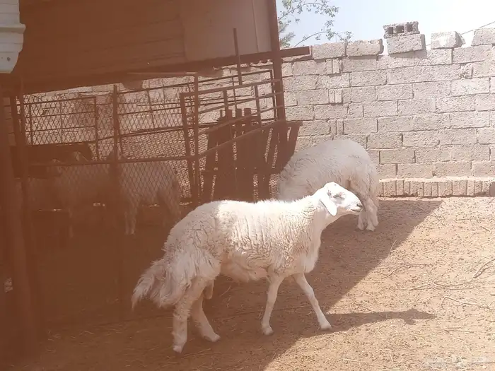 خرفان 2