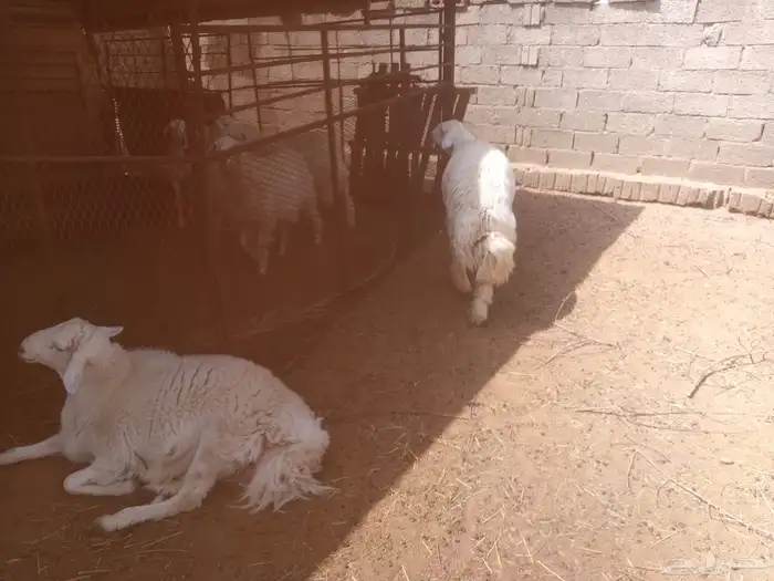 خرفان 1