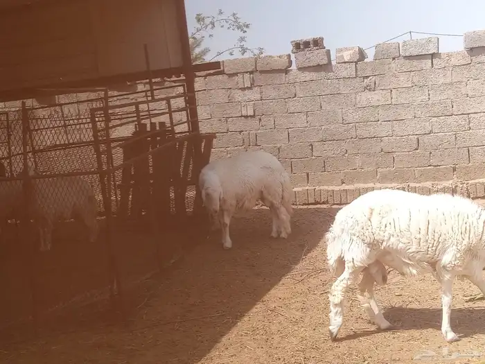 خرفان 6