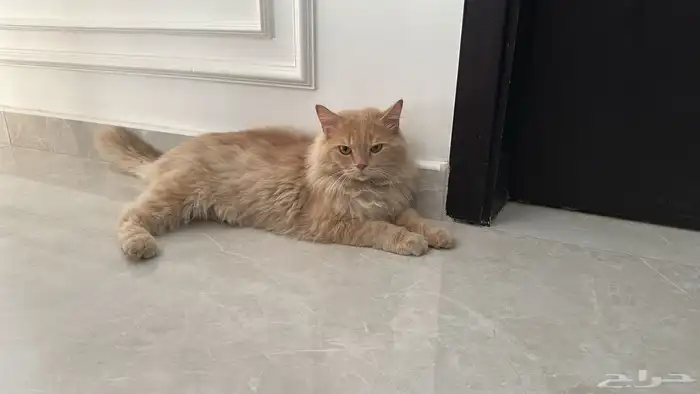 قطة للتبني 1