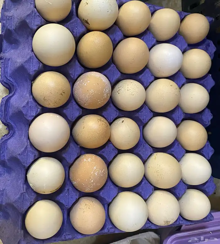 بيض دجاج لهومان 0