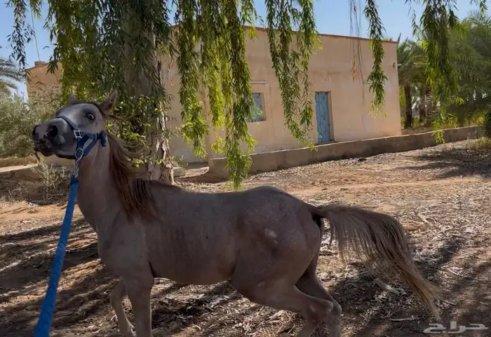 مهر من فواخر الشعبي 2