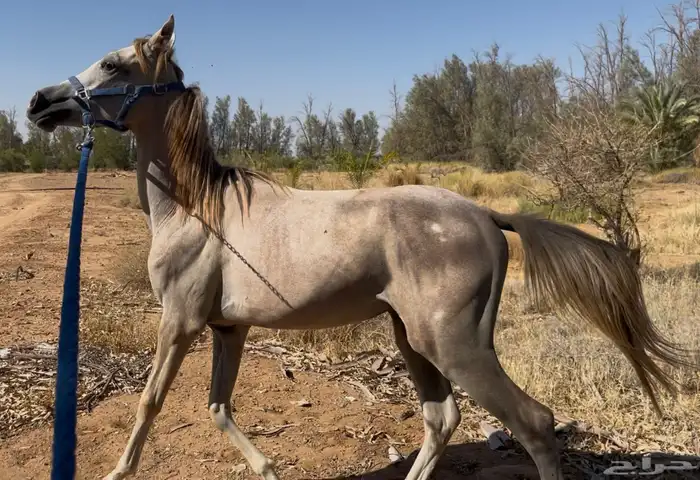 مهر من فواخر الشعبي 0
