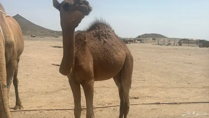 للبيع عشرا ساحلية 1