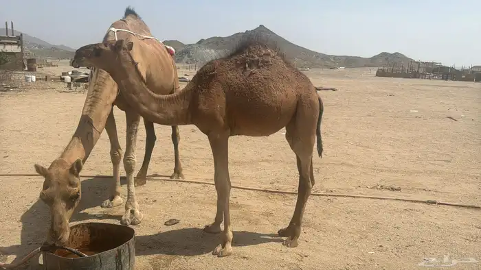 للبيع عشرا ساحلية 3