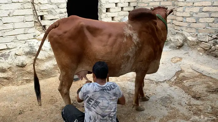 بقرة للبيع منيحة بيت 4