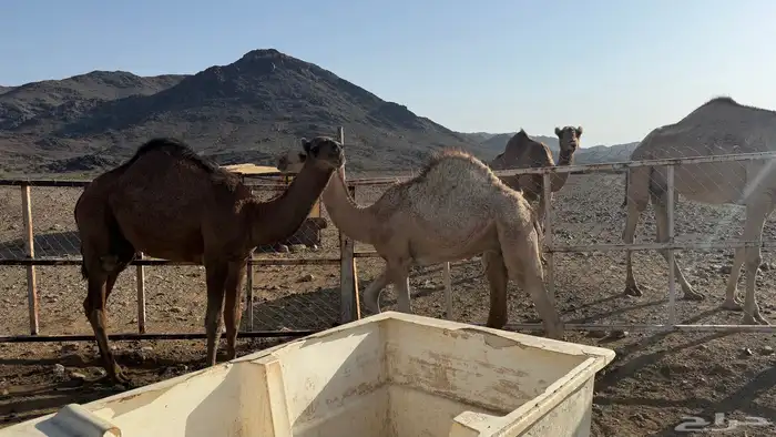 قعدان للبيع السوم وصل 5500 والبيع قريب 4