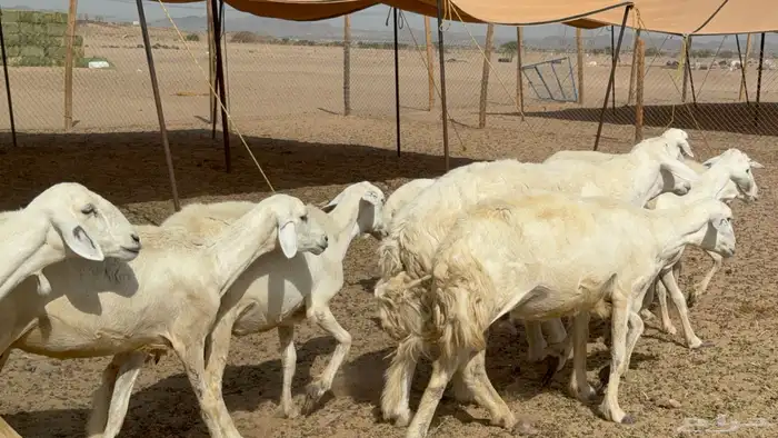 غنم حريات حرش خلفات صنف عددها 17 معاها 11 والفحل 5