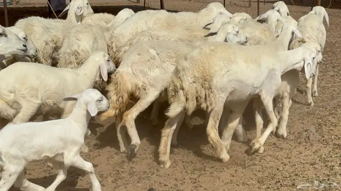 غنم حريات حرش خلفات صنف عددها 17 معاها 11 والفحل 16