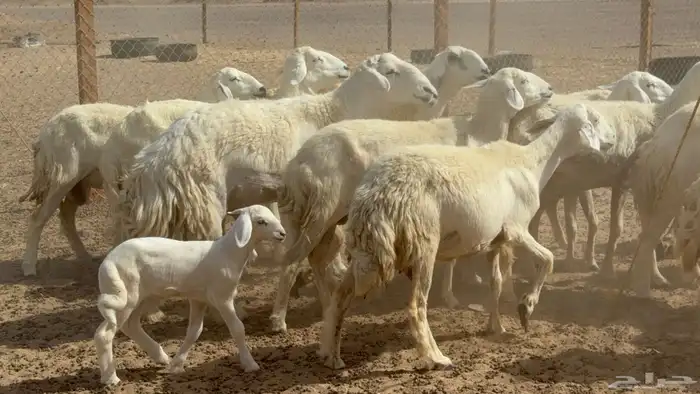 غنم حريات حرش خلفات صنف عددها 17 معاها 11 والفحل 9