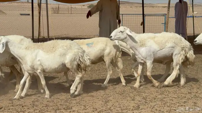 غنم حريات حرش خلفات صنف عددها 17 معاها 11 والفحل 3