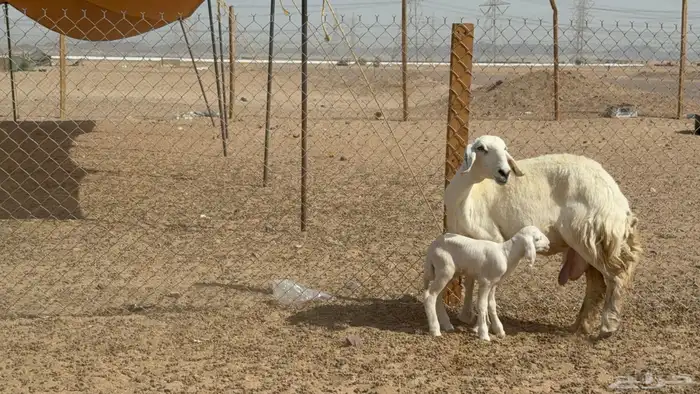 غنم حريات حرش خلفات صنف عددها 17 معاها 11 والفحل 12