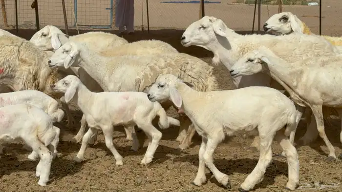 غنم حريات حرش خلفات صنف عددها 17 معاها 11 والفحل 7