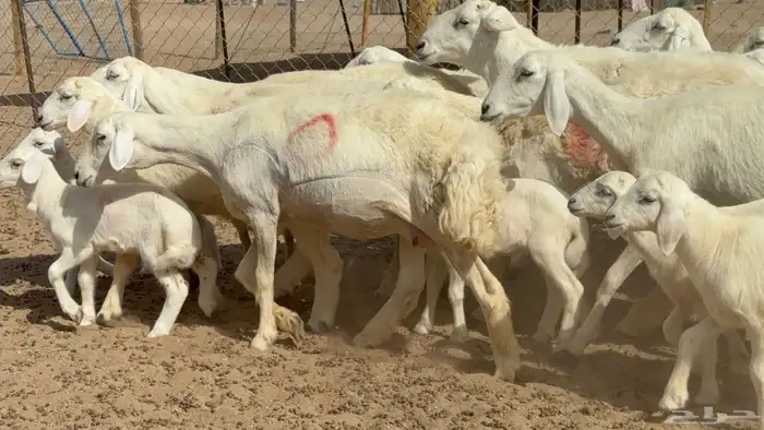غنم حريات حرش خلفات صنف عددها 17 معاها 11 والفحل 13