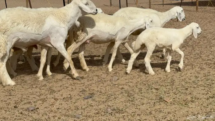 غنم حريات حرش خلفات صنف عددها 17 معاها 11 والفحل 4