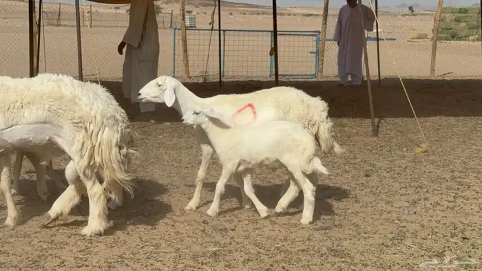 غنم حريات حرش خلفات صنف عددها 17 معاها 11 والفحل 0
