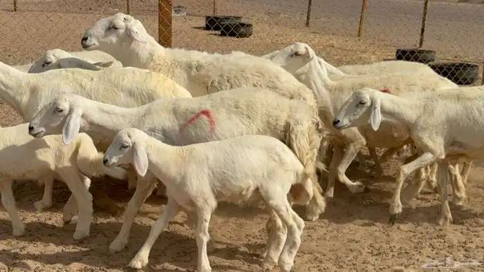 غنم حريات حرش خلفات صنف عددها 17 معاها 11 والفحل 15