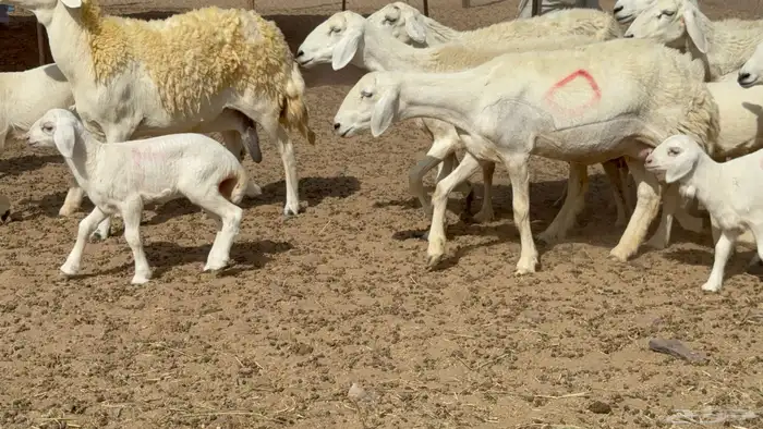 غنم حريات حرش خلفات صنف عددها 17 معاها 11 والفحل 6
