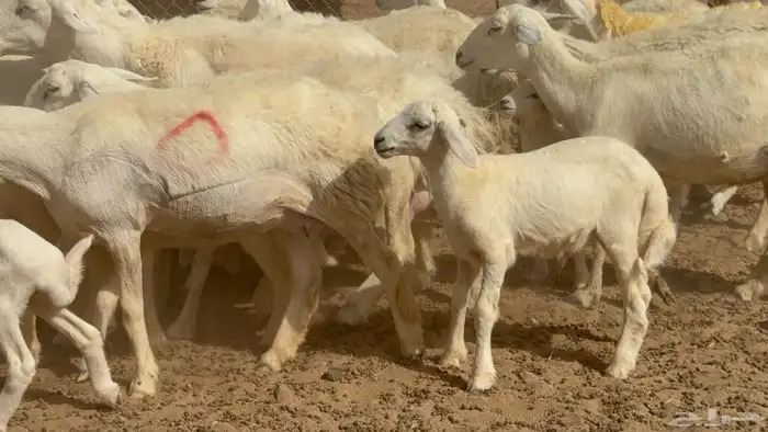 غنم حريات حرش خلفات صنف عددها 17 معاها 11 والفحل 14