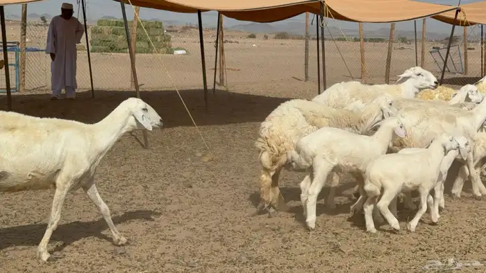 غنم حريات حرش خلفات صنف عددها 17 معاها 11 والفحل 8