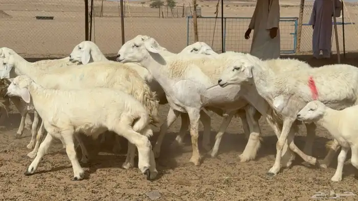 غنم حريات حرش خلفات صنف عددها 17 معاها 11 والفحل 11