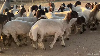 جذعات نعيم خصم الخصم 62راس index