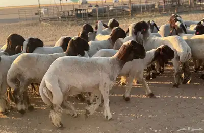 جذعات نعيم خصم الخصم 62راس index